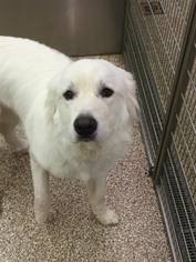 Great Pyrenees Dogs for adoption in Martinsburg, WV, USA