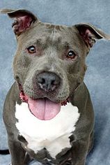 American Pit Bull Terrier Dogs for adoption in COLUMBIA, MD, USA