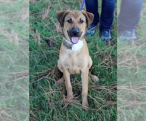 Mutt Dogs for adoption in Arlington, TX, USA