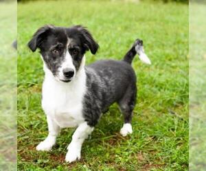 Basset Hound Dogs for adoption in Cumming, GA, USA