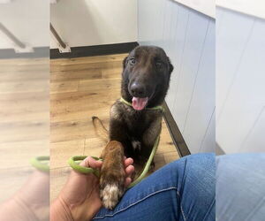 Mutt Dogs for adoption in Imlay City, MI, USA