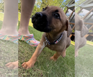 Labrador Retriever-Unknown Mix Dogs for adoption in Holly Springs, NC, USA