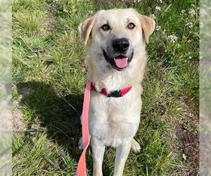 Labrador Retriever-Unknown Mix Dogs for adoption in McKinleyville, CA, USA