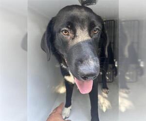 Labrador Retriever-Unknown Mix Dogs for adoption in Houston, TX, USA