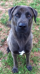 Medium Photo #1 Labrador Retriever-Unknown Mix Puppy For Sale in Temple, GA, USA