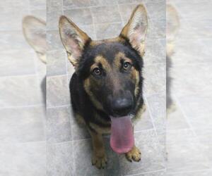 German Shepherd Dog Dogs for adoption in Neillsville, WI, USA