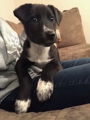 Borador Dogs for adoption in Des Moines, IA, USA