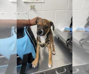 Chihuahua-Unknown Mix Dogs for adoption in San Bernardino, CA, USA