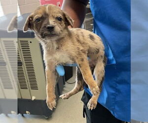 Mutt Dogs for adoption in San Bernardino, CA, USA