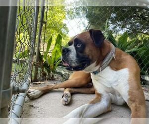 Boxer Dogs for adoption in New Orleans, LA, USA