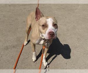 American Pit Bull Terrier Dogs for adoption in Aurora, IL, USA