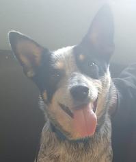 Affenhuahua Dogs for adoption in Bemidji, MN, USA