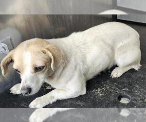 Chihuahua-Unknown Mix Dogs for adoption in San Antonio, TX, USA