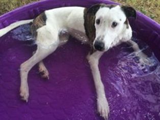 Greyhound-Unknown Mix Dogs for adoption in Midland, TX, USA