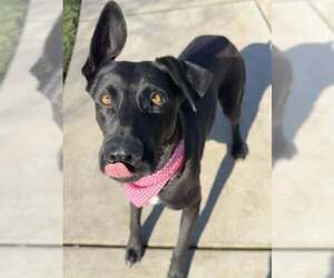 Labrador Retriever-Unknown Mix Dogs for adoption in Elk Grove, CA, USA