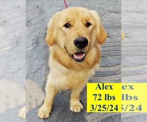 Golden Retriever Dogs for adoption in West Hollywood, CA, USA
