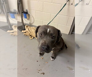 Mutt Dogs for adoption in Sanford, FL, USA