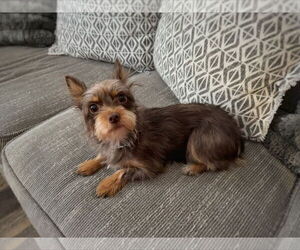 Mutt Dogs for adoption in Grafton, WI, USA