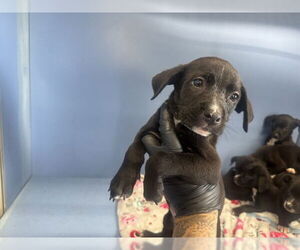 - Mix Dogs for adoption in San Bernardino, CA, USA