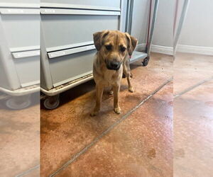 German Shepherd Dog-Unknown Mix Dogs for adoption in Bolivar, MO, USA