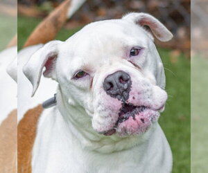 Bulldog-Unknown Mix Dogs for adoption in Hilton Head, SC, USA