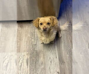 Chiranian Dogs for adoption in Ogden, UT, USA