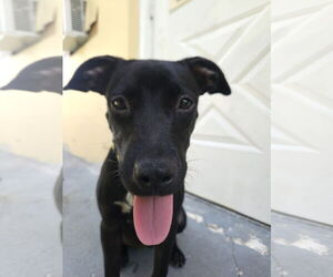 Labrador Retriever-Unknown Mix Dogs for adoption in Miami, FL, USA