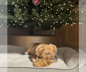 Golden Labrador Dogs for adoption in Brooklyn Center, MN, USA