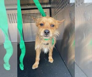 Chihuahua Dogs for adoption in Woodland, CA, USA