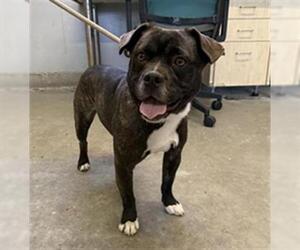 French Bulldog-Unknown Mix Dogs for adoption in Camarillo, CA, USA