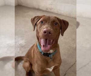 Labrador Retriever Dogs for adoption in South Amana, IA, USA