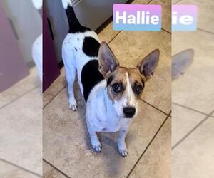 Parson Russell Terrier Dogs for adoption in Pipe Creek, TX, USA