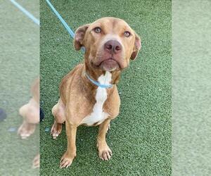 American Pit Bull Terrier-Unknown Mix Dogs for adoption in Fayetteville, NC, USA