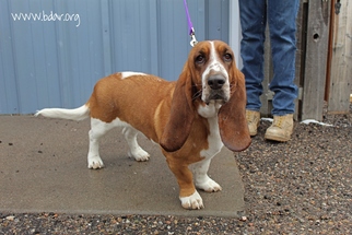 Basset Hound Dogs for adoption in Cheyenne, WY, USA