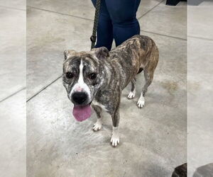 Boxer-Unknown Mix Dogs for adoption in Pierceton , IN, USA