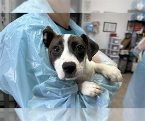Mutt Dogs for adoption in Raleigh, NC, USA