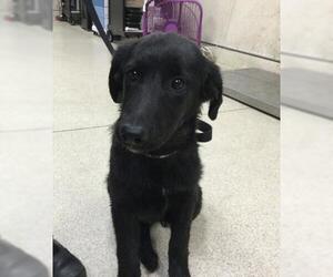 German Shepherd Dog-Unknown Mix Dogs for adoption in Riverside, CA, USA