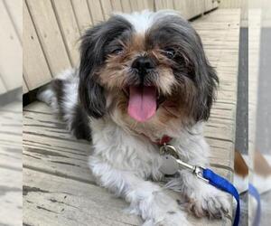 Shih Tzu Dogs for adoption in Woodside, NY, USA