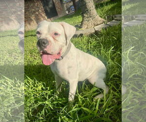 Boxer Dogs for adoption in Dumont, NJ, USA