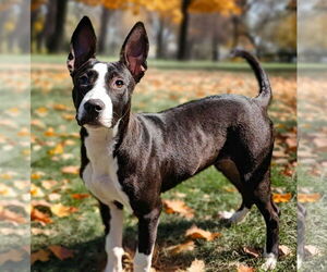 American Pit Bull Terrier-Unknown Mix Dogs for adoption in Talladega, AL, USA