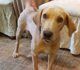 Labmaraner Dogs for adoption in Brownsboro, AL, USA
