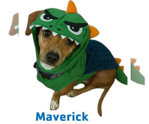 Chiweenie Dogs for adoption in Garner, NC, USA