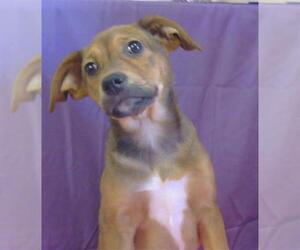 Mutt Dogs for adoption in Sacramento, CA, USA