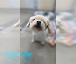 Shih Tzu Dogs for adoption in Monte Vista, CO, USA