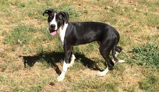 Border Collie-Boxer Mix Dogs for adoption in Gridley, CA, USA