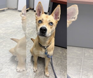 Labsky Dogs for adoption in Rustburg, VA, USA