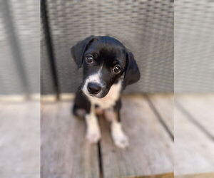 Beagle-Unknown Mix Dogs for adoption in Royal Palm Beach, FL, USA