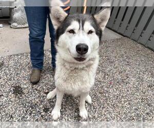 Alusky Dogs for adoption in Santa Rosa, CA, USA