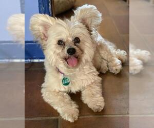 Malchi Dogs for adoption in Marina Del Rey, CA, USA