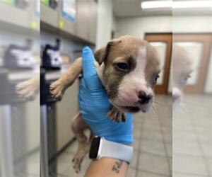 American Staffordshire Terrier Dogs for adoption in San Antonio, TX, USA